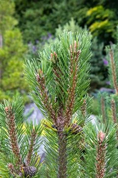 Close up of pine branch. blurred background. Cozy ambience Stock Photos