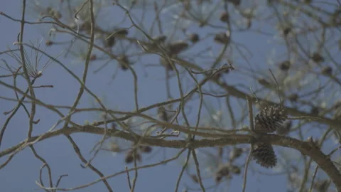 Close-up of pine branch with cones Stock Footage 345717694