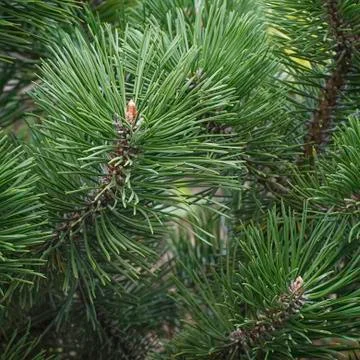 Close up pine branch, conifer tree Stock Photos