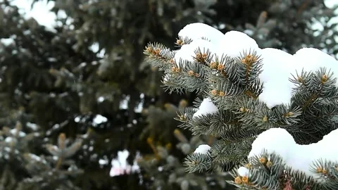 Close-up of a pine branch covered with snow. Видео 342388602
