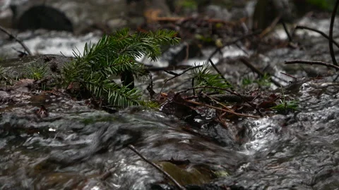 Close up pine branch in creek Stock-Footage 147244818