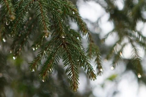 Close-up of a pine branch with drops in the forest. Stock Photos