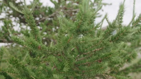 Close-up of the pine branch. Stock Footage 137076161