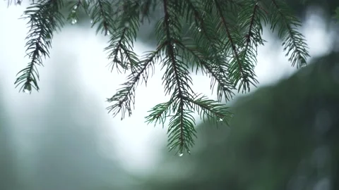 Close-up of a pine branch in the forest after rain. Background video Stock Footage 228872685