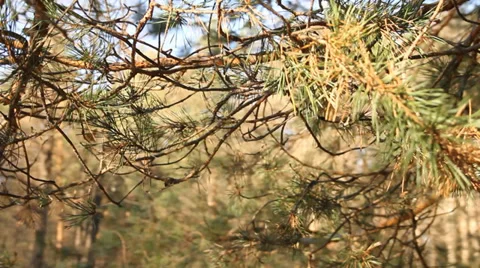 Close up of pine branch in the forest Stock-Footage 36823414