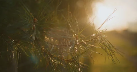 Close-Up of Pine Branch in Golden Sunset Stock Footage 281343230
