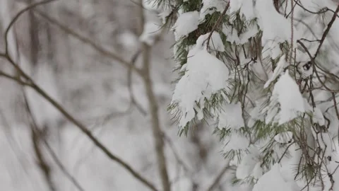 Close-up of a pine branch with green needles covered in fresh snow. 库存影片 331090618