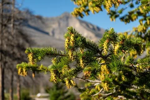 Close-up of a pine branch with new cones against a backdrop of mountains. Stock Photos