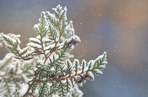 Close Up Of Pine Branch Stock Photos