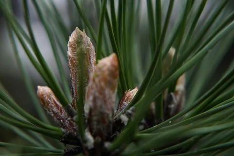 Close-up pine branch with pine cones, flowers and pollen on a defocused Stock Photos