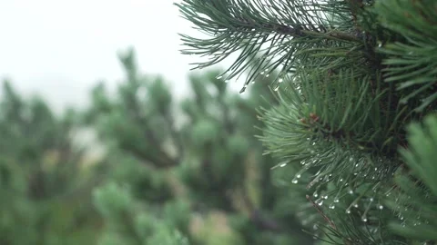 Close-up of a pine branch with raindrops in the mountains. Stock Footage 217394984