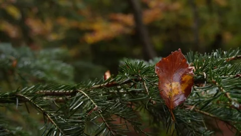 Close-up of a pine branch with a single fallen autumn leaf. Stock Footage 254522036