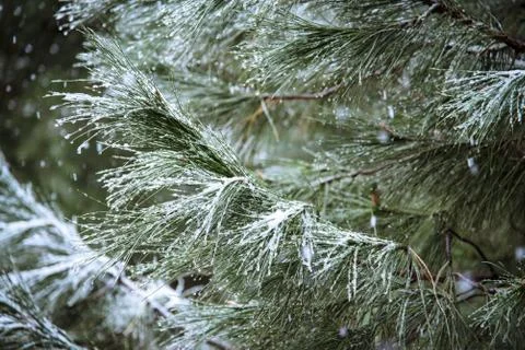 Close up of pine branch on a snowing day. Winter background with Stock Photos