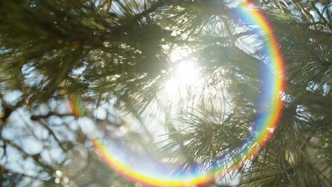 Close Up Pine Branch, Sunlight and Rainbow Circle Stock Footage 111755772