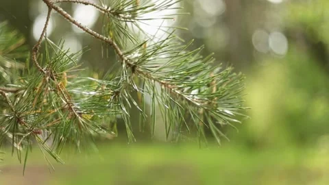 Close-up pine branch swaying in the wind. Stock Footage 155274837