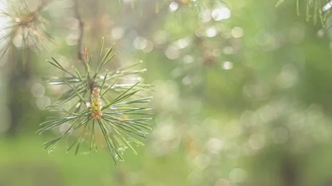 Close-up pine branch swaying in the wind. Stock Footage 155275013