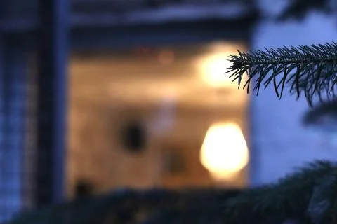 Close-up of a pine branch with a warm, inviting glow in the background duri.. Stock Photos