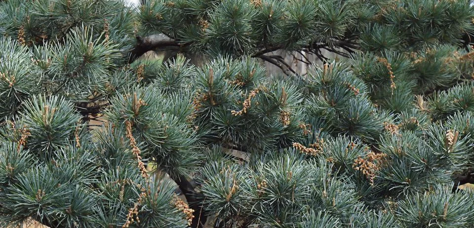 Close-up pine branches background. Stock Photos