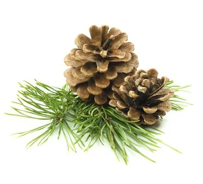Close-up of pine branches with cones, isolated on a white background with s.. Stock Photos
