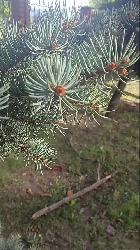Close-up of pine branches with cones in natural light Stock Footage 346687014