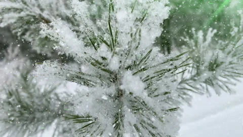 Close-up of pine branches covered with fresh snow and frost in a winter forest.  Stock Footage 325219148