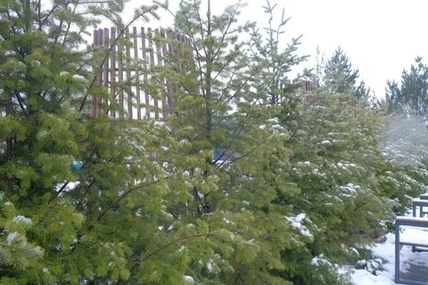 Close-up of Pine Branches Covered in Ice and Snow Stock Photos