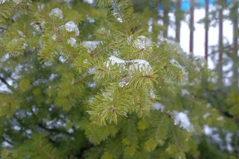 Close-up of Pine Branches Covered in Ice and Snow Stock Photos