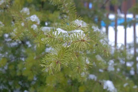 Close-up of Pine Branches Covered in Ice and Snow Stock Photos