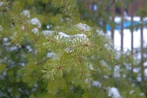Close-up of Pine Branches Covered in Ice and Snow Stock Photos