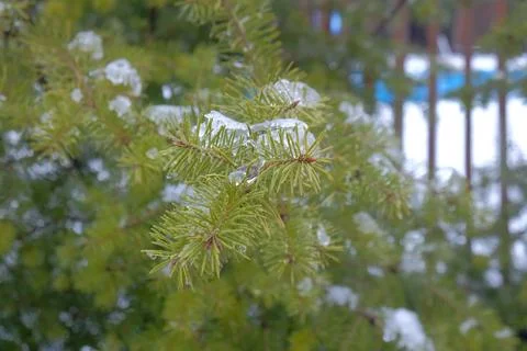 Close-up of Pine Branches Covered in Ice and Snow Stock Photos