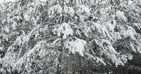 Close up of pine branches covered with snow Vidéo 125158562