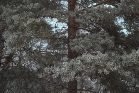 Close-up of pine branches covered in thick frost and rime ice in a misty wint 스톡 사진