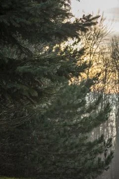 Close-up of Pine branches with dewdrops on needles in a sunlight. 스톡 사진
