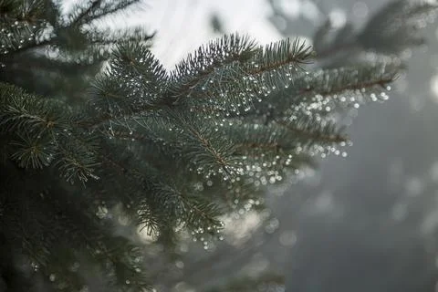 Close-up of Pine branches with dewdrops on needles in a sunlight. 스톡 사진