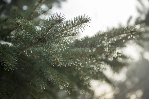 Close-up of Pine branches with dewdrops on needles in a sunlight. Stock-Fotos