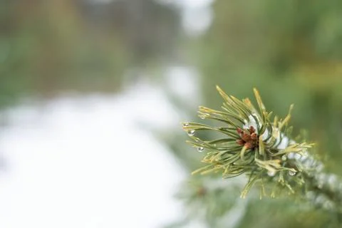 Close-up of pine branches with drops of water in winter thaw Stock Photos