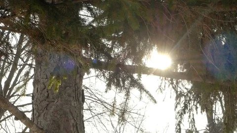 Close up pine branches Stock Footage 86926883