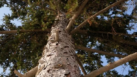 Close up pine branches Stock Footage 86926893