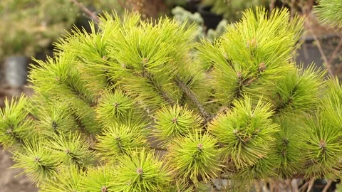 Close-up of pine branches. Green needles Video stock 219225163
