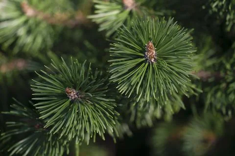 Close-up pine branches. Stock Photos