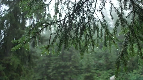 Close-up of pine branches with raindrops. Wind and bad weather in the forest Stock Footage 211815490