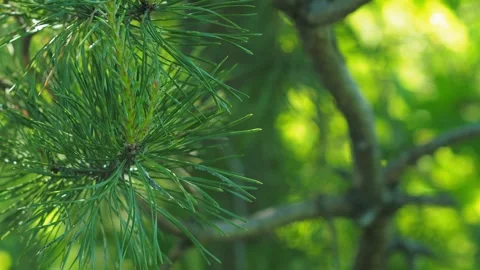Close-up of pine branches reveals new growth. Stock-Footage 278118520