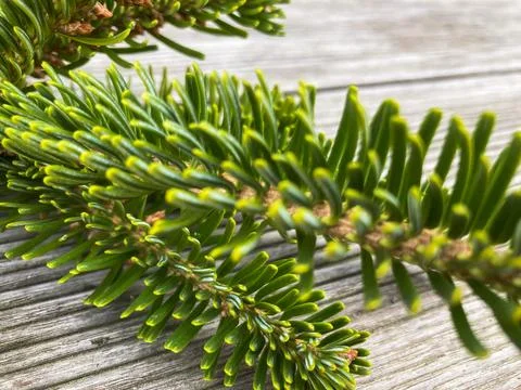 Close-up of pine branches with sharp details, yellow dots possibly pollen o.. Stock Photos
