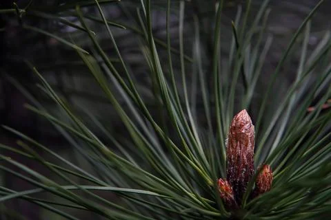 Close-up of a pine bud. Blurred background. Gloomy atmosphere. Stock Photos