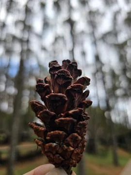 Close-Up of a Pine Cone Against a Forest Scene with Soft Blur Effect Stock Photos