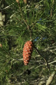Close-up of pine cone from Aleppo Pine Foto stock