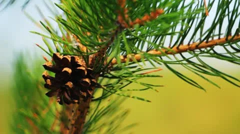 Close-up of pine cone and needles 库存影片 10807889
