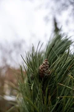 Close-up of a Pine Cone and Needles in Winter Stock Photos