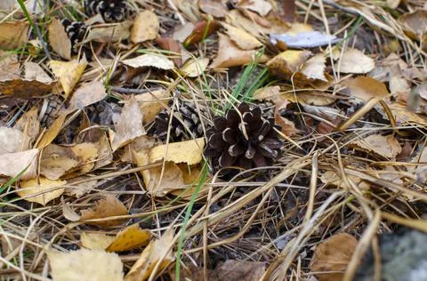 Close-up of a pine cone on the background of a carpet of yellow leaves. autum Stock-Fotos