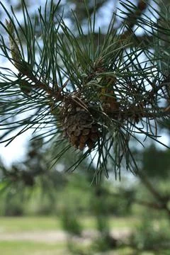 Close-up of pine cone. Background, texture, bokeh. Stock Photos